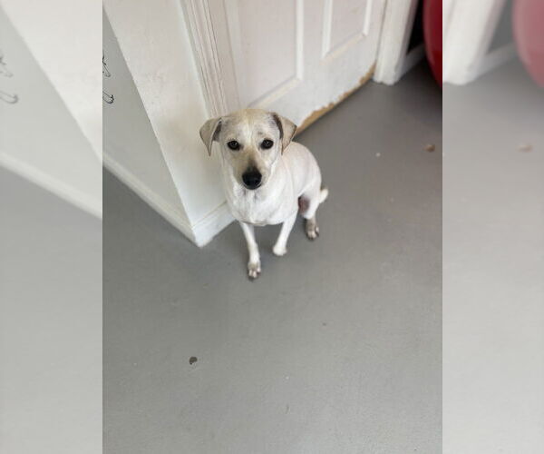 Medium Photo #5 Italian Greyhuahua Puppy For Sale in Studio City, CA, USA