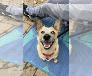 Mutt Dogs for adoption in Garden City, NY, USA