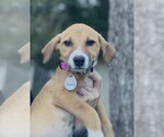 Small #3 Labrador Retriever Mix