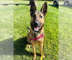 Mutt Dogs for adoption in Santa Barbara, CA, USA