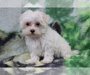 Maltese Puppy for Sale in SHILOH, Ohio USA