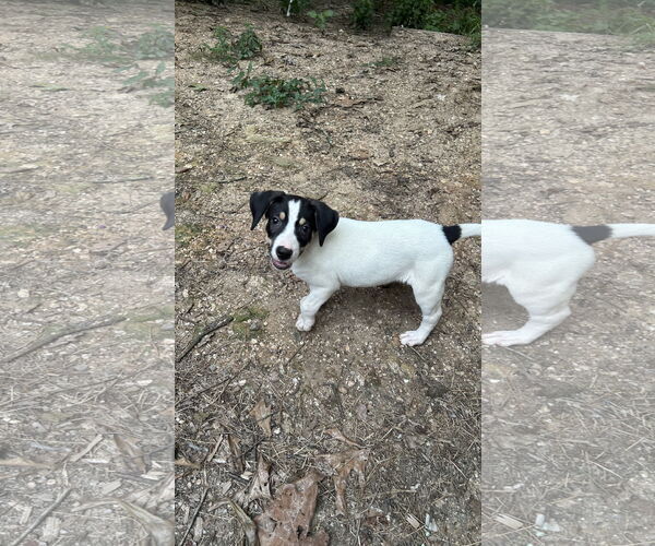 Medium Photo #3 Coonhound-Unknown Mix Puppy For Sale in Ball Ground, GA, USA