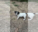 Small #2 Coonhound Mix