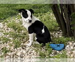 Small Photo #4 Mutt Puppy For Sale in Walnutport, PA, USA