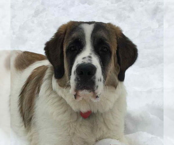 Medium Photo #3  Puppy For Sale in , 