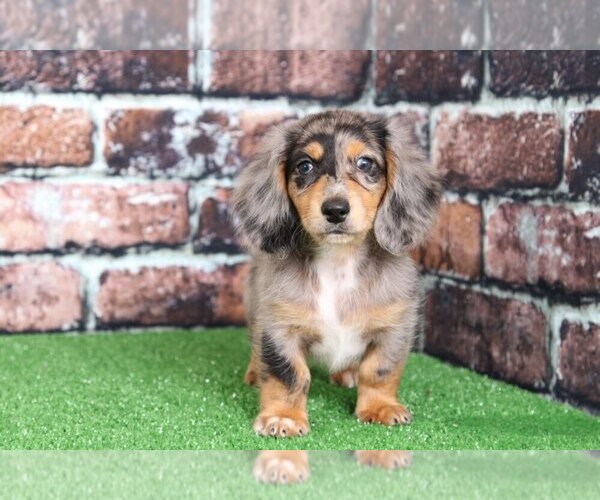 Medium Photo #2 Dachshund Puppy For Sale in BEL AIR, MD, USA