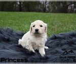 Small Photo #42 Goldendoodle Puppy For Sale in COLONIAL HEIGHTS, TN, USA