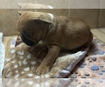 Small #1 American Bullnese-French Bulldog Mix