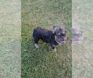 Father of the French Bulldog puppies born on 07/01/2025