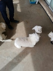 Father of the Poochon puppies born on 07/12/2016
