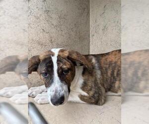 Anatolian Shepherd-Unknown Mix Dogs for adoption in Oklahoma City, OK, USA