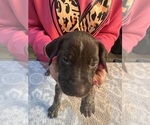 Puppy Blue collar German Shorthaired Pointer