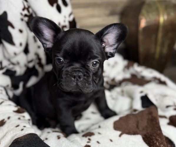 Medium Photo #3 French Bulldog Puppy For Sale in WINDSOR, MO, USA
