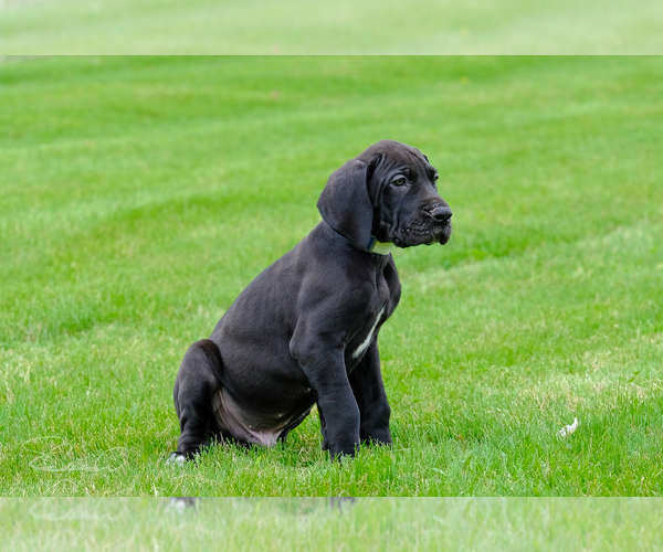 Medium Photo #1 Great Dane Puppy For Sale in WOLCOTTVILLE, IN, USA