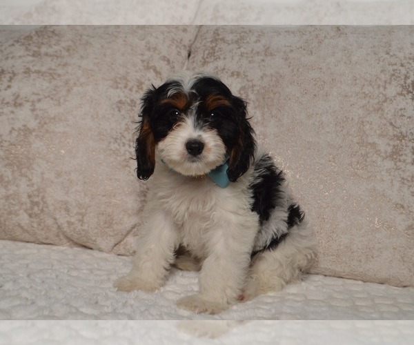 Medium Photo #2 Cavapoo Puppy For Sale in CHRISTIANA, PA, USA