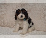 Small #1 Cavapoo