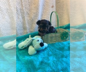 Yorkshire Terrier Puppy for sale in TALALA, OK, USA