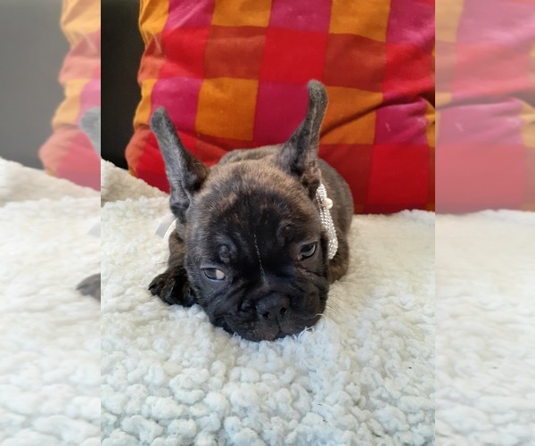 Medium Photo #15 French Bulldog Puppy For Sale in LOS ANGELES, CA, USA