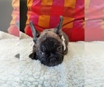 Small #14 French Bulldog