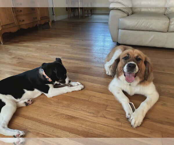 Medium Photo #3 Saint Bernese Puppy For Sale in Germantown, OH, USA