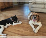 Small #2 Saint Bernese