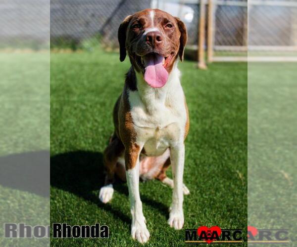 Medium Photo #2 Lab-Pointer Puppy For Sale in Maryville, TN, USA