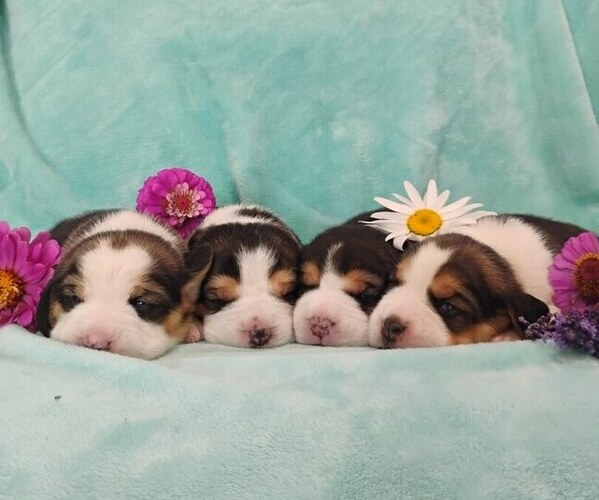 Medium Photo #1 Beagle Puppy For Sale in COLVILLE, WA, USA
