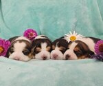 Image preview for Ad Listing. Nickname: AKC Beagles