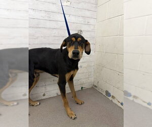 Rottweiler-Unknown Mix Dogs for adoption in San Bernardino, CA, USA