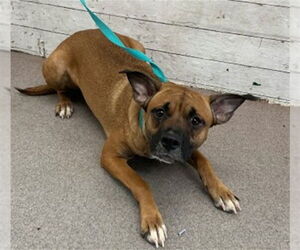 German Shepherd Dog-Unknown Mix Dogs for adoption in San Bernardino, CA, USA