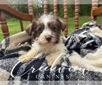 Puppy Frida Schnauzer (Miniature)