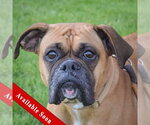 Small Boxer