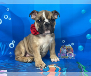 Bulldog Puppy for sale in POWHATAN, VA, USA