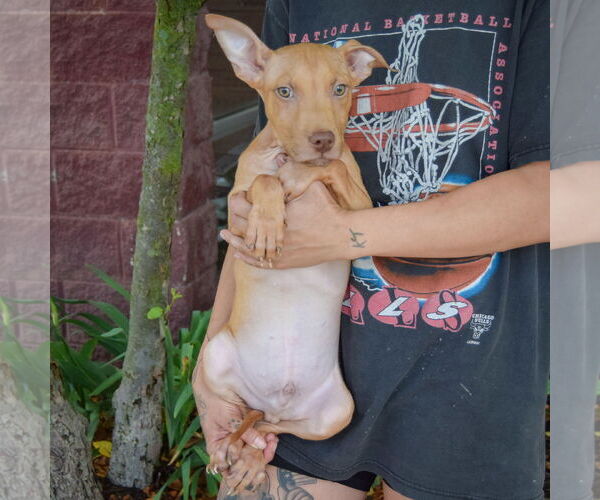 Medium Photo #2 American Staffordshire Terrier Puppy For Sale in Huntley, IL, USA