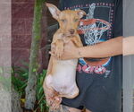 Small #1 American Staffordshire Terrier