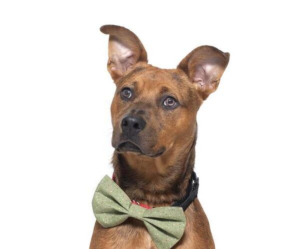 Medium Photo #1 Mutt Puppy For Sale in Santa Barbara, CA, USA