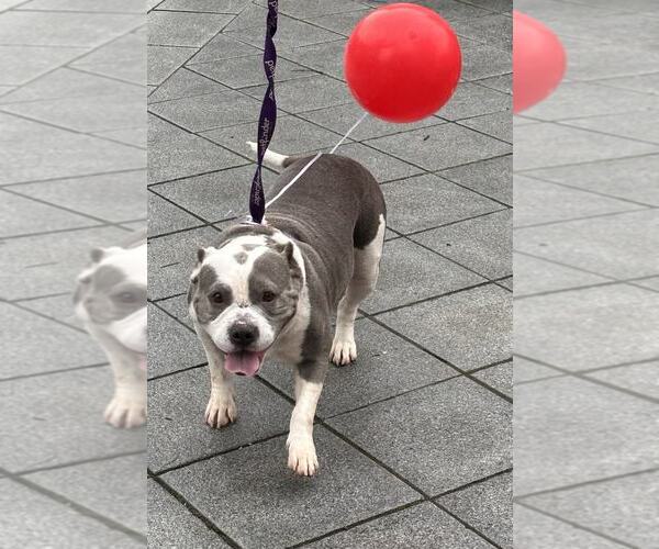 Medium Photo #2 American Pit Bull Terrier Puppy For Sale in Hillsboro, NH, USA