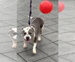 Small #1 American Pit Bull Terrier