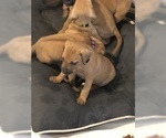Small Photo #3 Rhodesian Ridgeback Puppy For Sale in PLAINFIELD, CT, USA