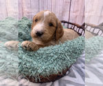 Small #7 Goldendoodle