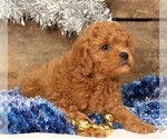 Small #2 Cavapoo