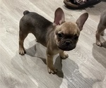 Small #2 French Bulldog