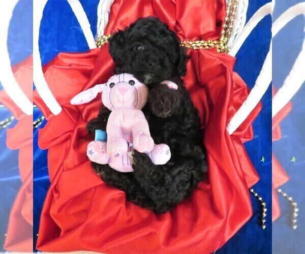 Medium Photo #4 Poodle (Miniature) Puppy For Sale in NORWOOD, MO, USA