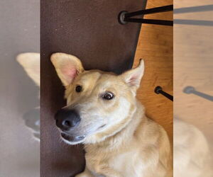 Courtesy Post: Davidson - Male Maremma Sheepdog-Unknown Mix Dog for Adoption - Photo #3