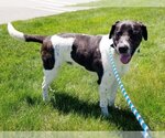 Small #2 Labrador Retriever Mix