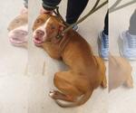 Small #4 American Pit Bull Terrier Mix