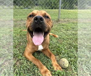 Tommy - Male Labrador Retriever-Unknown Mix Dog for Adoption - Photo #7