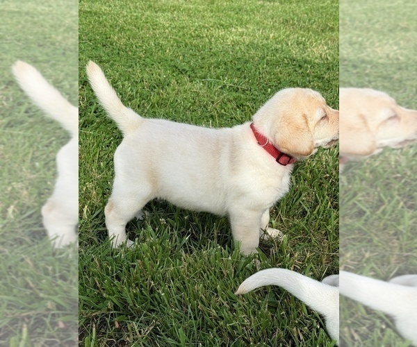 Medium Photo #11 Labrador Retriever Puppy For Sale in BLANCHESTER, OH, USA