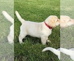Small #10 Labrador Retriever