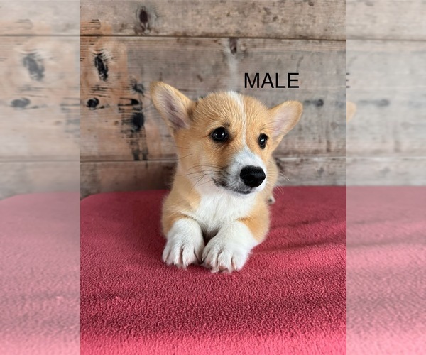 Medium Photo #2 Pembroke Welsh Corgi Puppy For Sale in VERMONTVILLE, MI, USA